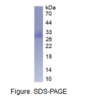 胞外超氧化物歧化酶(SOD3)真核蛋白