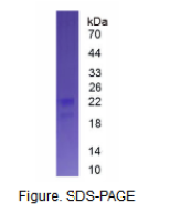 干扰素α9(IFNa9)真核蛋白