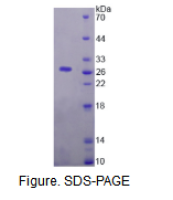 神经调节素1(NRG1)活性蛋白