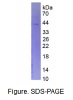 葡萄糖-6-磷酸酶催化亚基(G6PC)真核蛋白