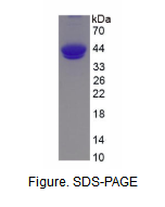 补体成分5a(C5a)活性蛋白