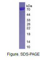 肽酰甘氨酸α酰胺化单加氧酶(PAM)真核蛋白