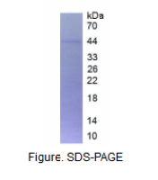 肾素(REN)真核蛋白