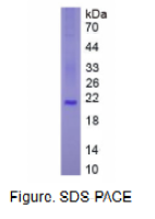 干扰素α(IFNa)真核蛋白