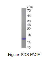 脂肪酸结合蛋白 4(FABP4)活性蛋白