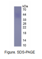 红细胞生成素(EPO)真核蛋白