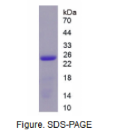白介素17C(IL17C)活性蛋白