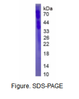 组氨酸丰富糖蛋白(HRG)真核蛋白