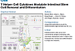 《Cell》解读：看 scRNA-seq 与 RNAscope 技术如何阐释肠道干细胞与免疫细胞的相互作用