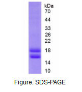 细胞色素P450家族成员1B1(CYP1B1)活性蛋白