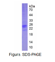 干扰素α2(IFNa2)真核蛋白