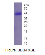 补体因子B(CFB)活性蛋白