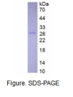 白介素27(IL27)真核蛋白