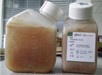 Bioind热灭活胎牛血清（产地：以色列血源）