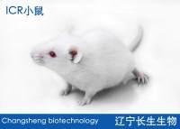 SPF级ICR小鼠
