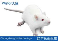 Wistar大鼠