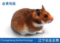 金黄地鼠