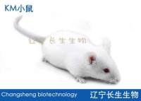 KM（昆明）小鼠