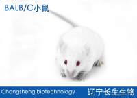 Balb/c小鼠