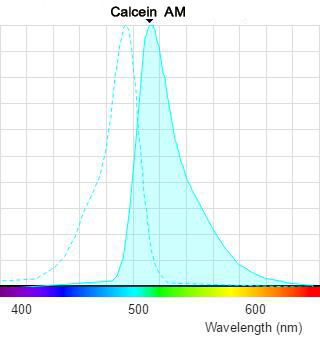 活细胞及死细胞的染色