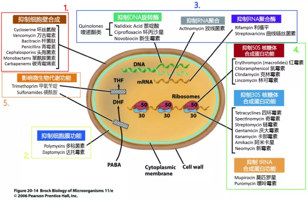 图1:常见抗生素抗菌方法示意图