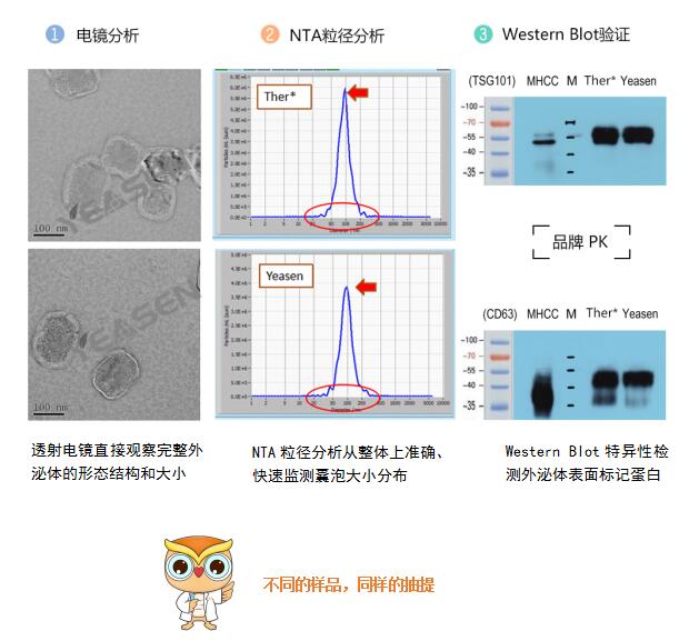 yeasen外泌體抽提及鑑定試劑