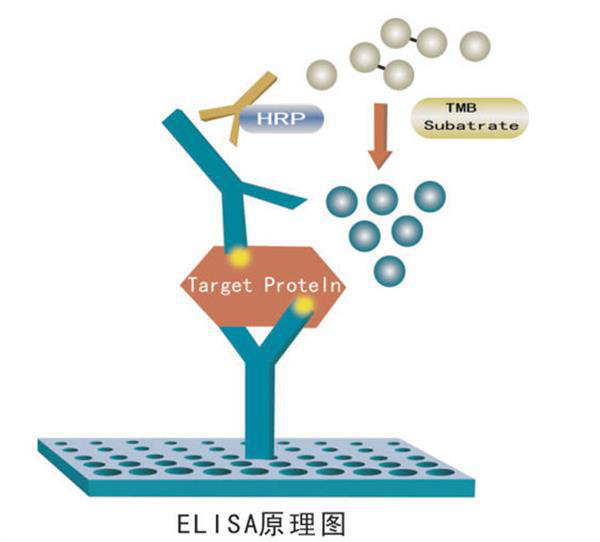 人回肠脂肪酸结合蛋白(FABP6)ELISA试剂盒