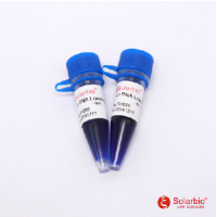 2×RNA Loading Buffer(变性)