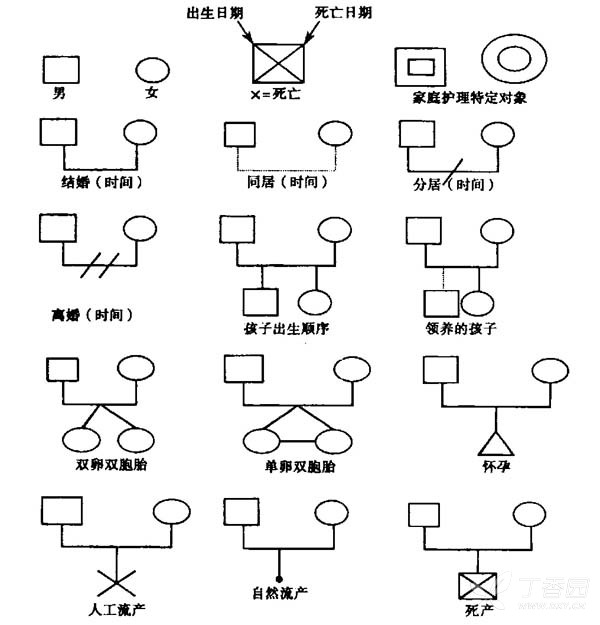 家谱图关系符号图片