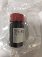 外源凝集素(菜豆) 