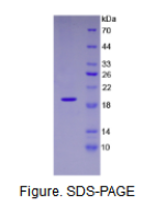 血管内皮生长因子165(VEGF165)活性蛋白