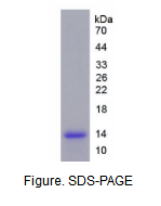 巨噬细胞炎性蛋白3β(MIP3b)活性蛋白