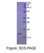 信号素3F(SEMA3F)活性蛋白