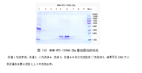 蛋白表达服务、蛋白纯化服务