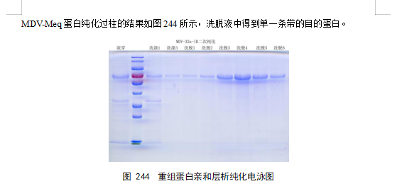 蛋白表达服务、蛋白纯化服务