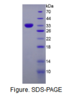 黏病毒耐药蛋白1(MX1)活性蛋白