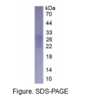 含Ⅲ型纤连蛋白域蛋白5(FNDC5)活性蛋白