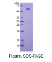 磷酸酶张力蛋白同源物(PTEN)活性蛋白