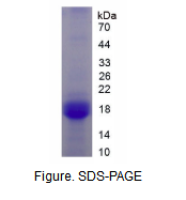 补体因子H相关蛋白3(CFHR3)活性蛋白
