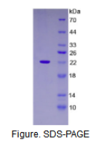 中脑星形胶质细胞来源神经营养因子(MANF)活性蛋白