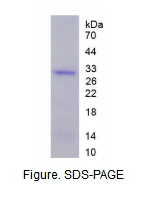白介素34(IL34)活性蛋白