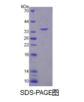 芳基硫酸酯酶F(ARSF)活性蛋白