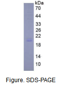 白介素11(IL11)活性蛋白