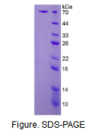 无翅型MMTV整合位点家族成员16(WNT16)活性蛋白