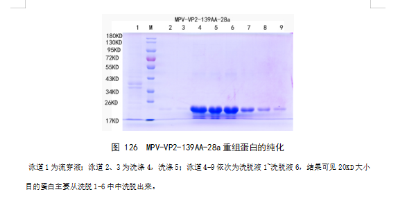 蛋白表达服务、蛋白纯化服务