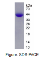 半乳糖凝集素9(GAL9)活性蛋白