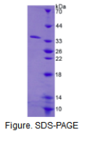 羧酸酯酶1(CES1)活性蛋白