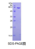 无翅型MMTV整合位点家族成员5A(WNT5A)活性蛋白