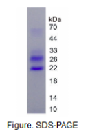 冷诱导RNA结合蛋白(CIRBP)活性蛋白