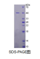 Mdm2 p53结合蛋白同源物(MDM2)活性蛋白